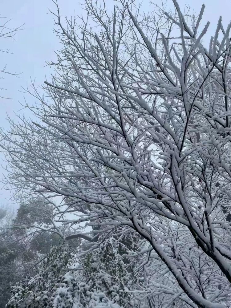 壮丽景象，最新大雪纷飞的自然盛宴