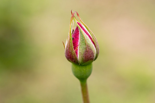 花蕾的魅力，探索其美丽与重要性