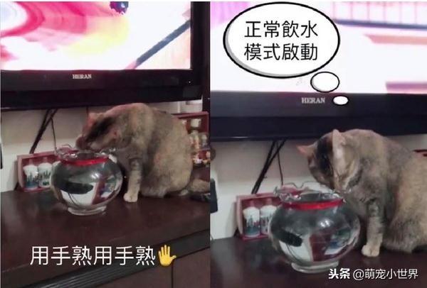 澳门管家婆100%精准,猫咪太脱毛,_手动版v5.7.237