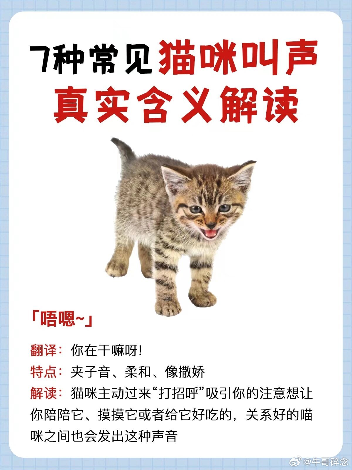 揭秘猫语科技交融，猫咪最新破译探索之旅