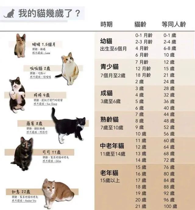 新奥天天免费资料公开,猫咪年龄 图_快捷版v3.7.219