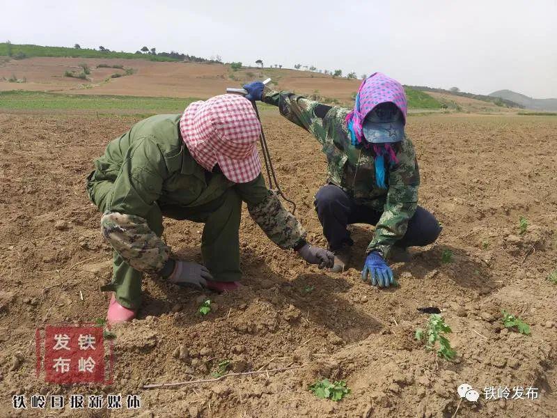 苍珠最新价格动态解析