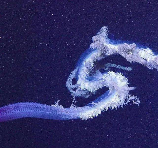 探索海洋生物新领域，最新管水母研究揭秘神秘生物世界