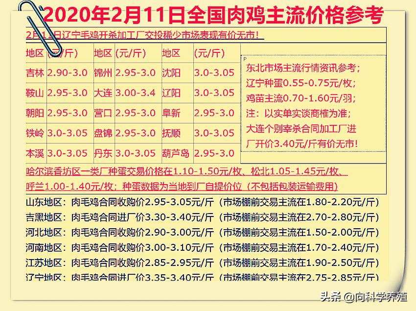 鸡市场最新动态，报价、影响因素及行业趋势深度解析