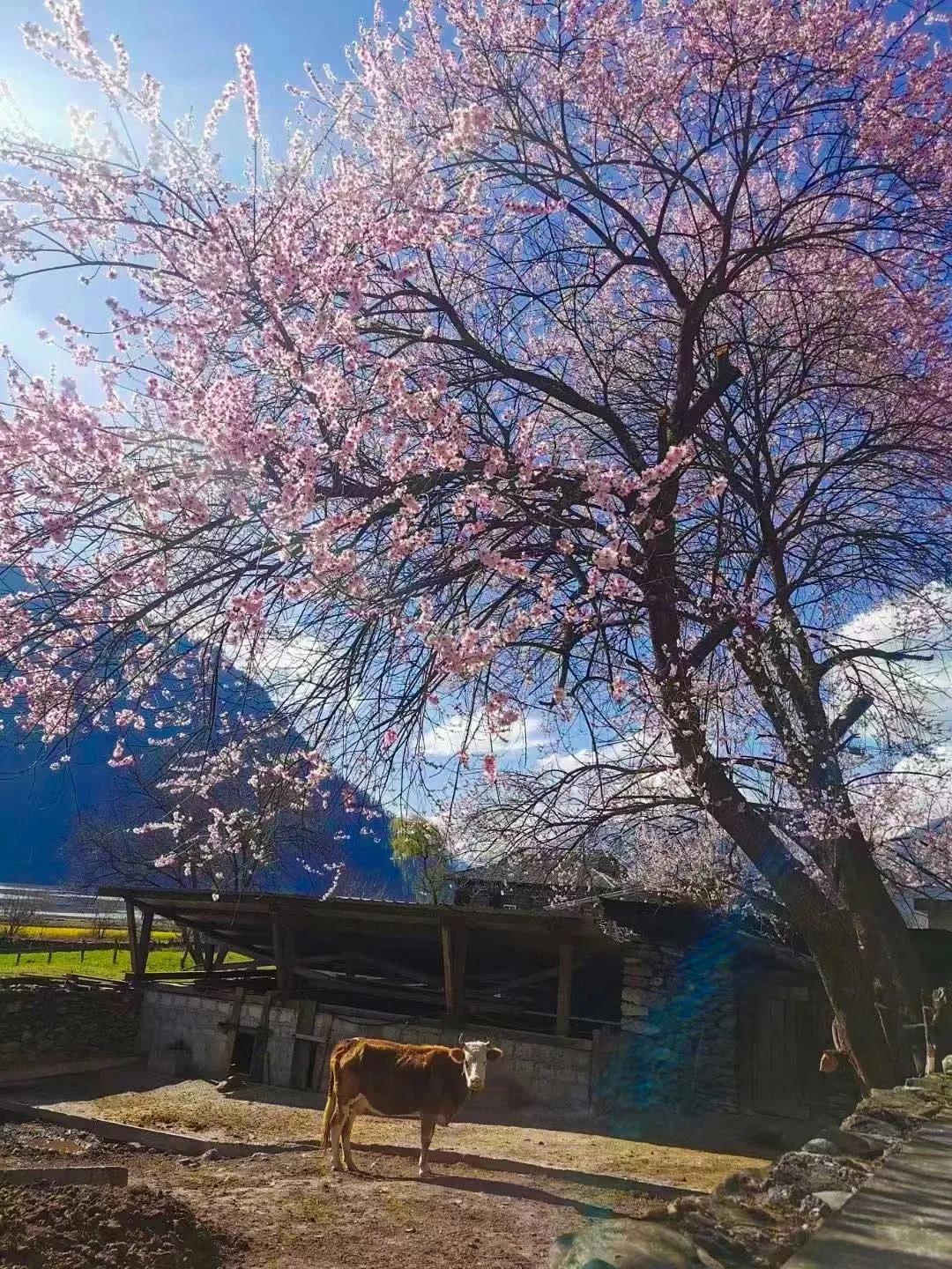 最新桃花图片大赏，春天的色彩与艺术之美