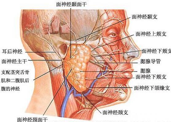 神经痛最新研究与治疗进展综述