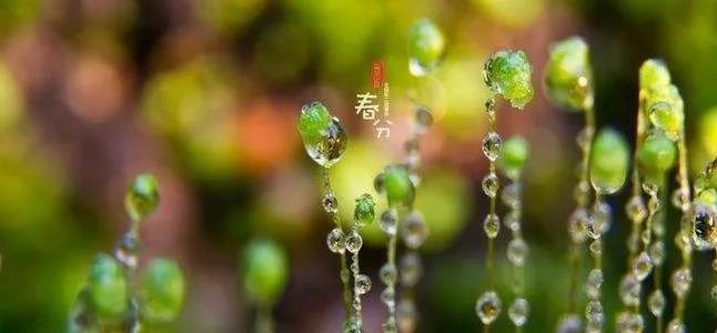 谷雨时节生肖运势解读：春意盎然，运势翻新