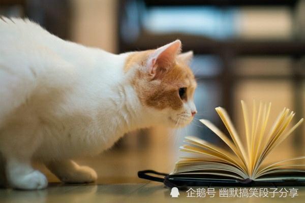 2024年新澳门天天开彩,宠物猫床_旗舰版4.195