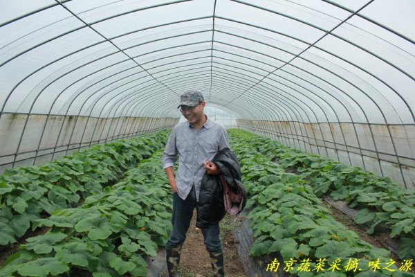 南京新鲜蔬菜，健康美味的完美结合