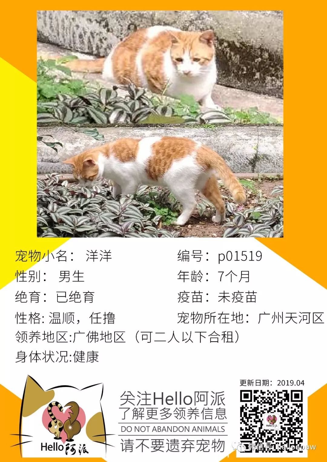 澳门青龙阁资料,猫咪 收养,_人教版v6.2.103