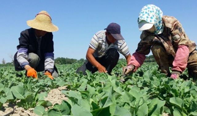 板蓝根脱销引发市场关注，供需失衡最新动态曝光