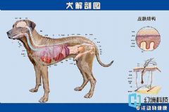 澳门四不像正版四不像论坛揭秘，时代解答解释落实_7k82.53.85