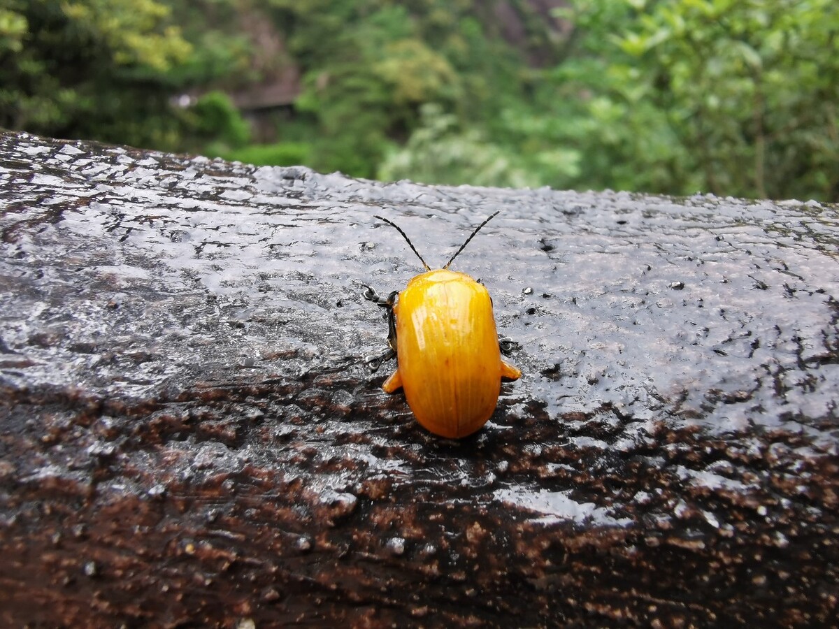 揭秘，最新黄虫背后的真相探秘