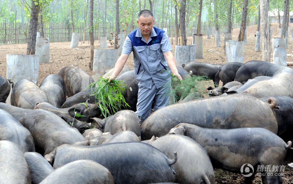 肉农最新动态，探索现代化养殖与绿色发展融合之路