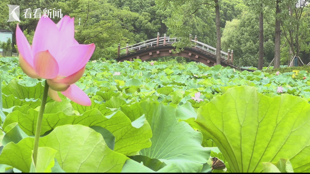 世纪公园荷花盛开，美不胜收