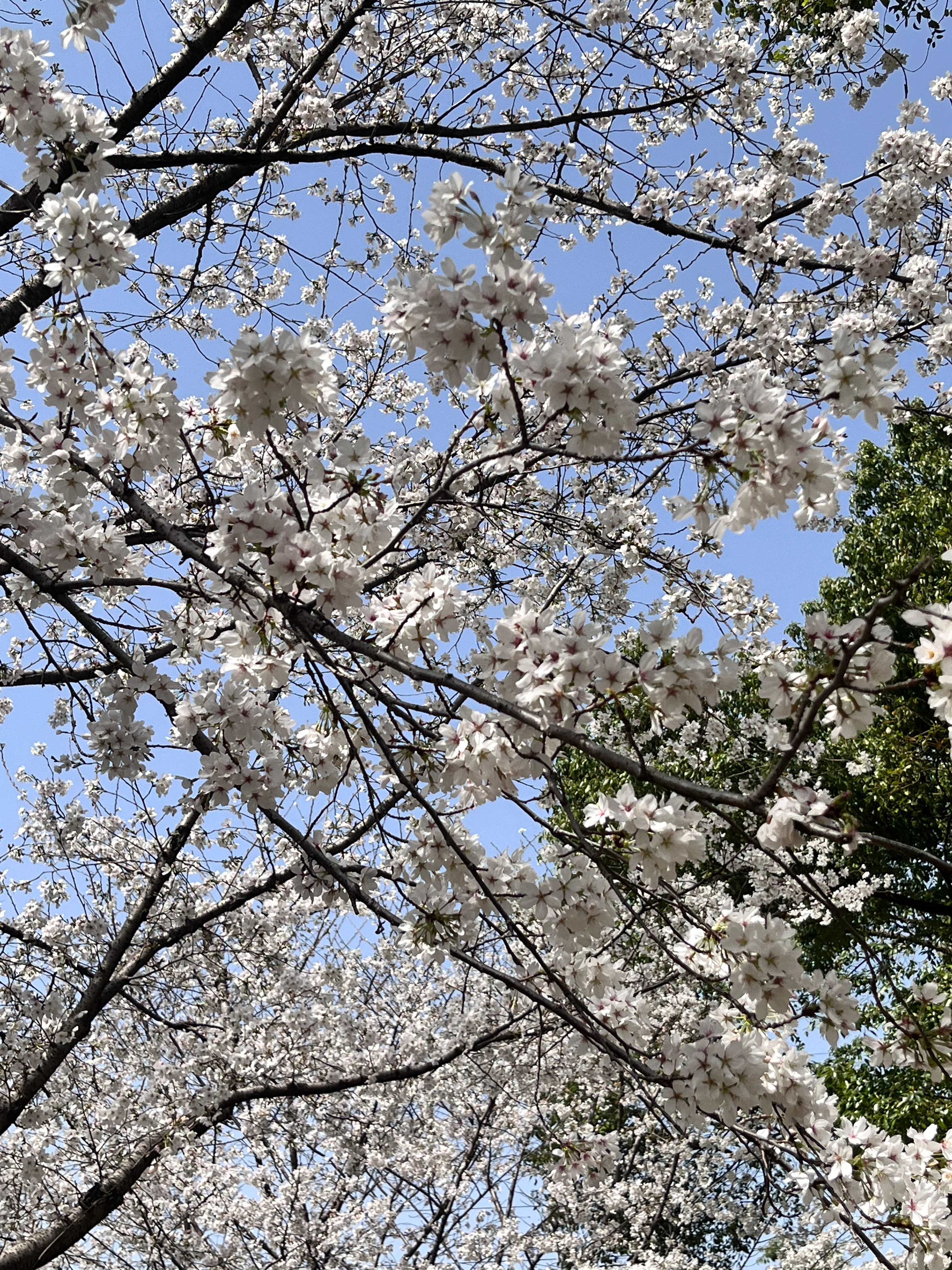 武汉樱花盛开，美丽与希望的绽放