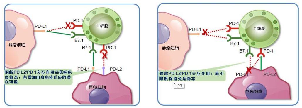 最新PDL2，引领生物医药新时代的核心力量